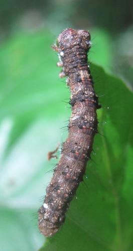 Réf. 323 472 : Apocheima hispidaria